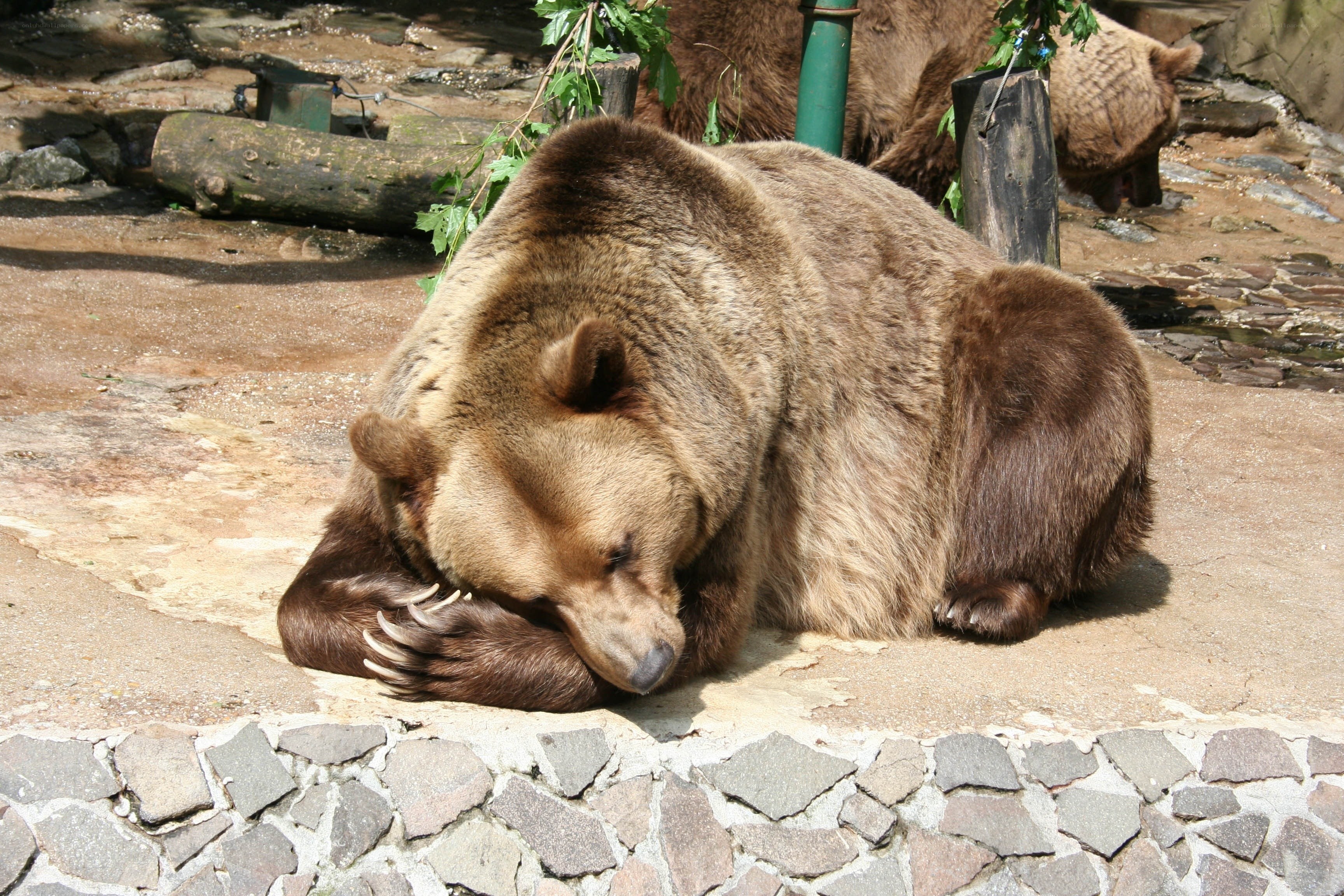 Brown bear resting in enclosure