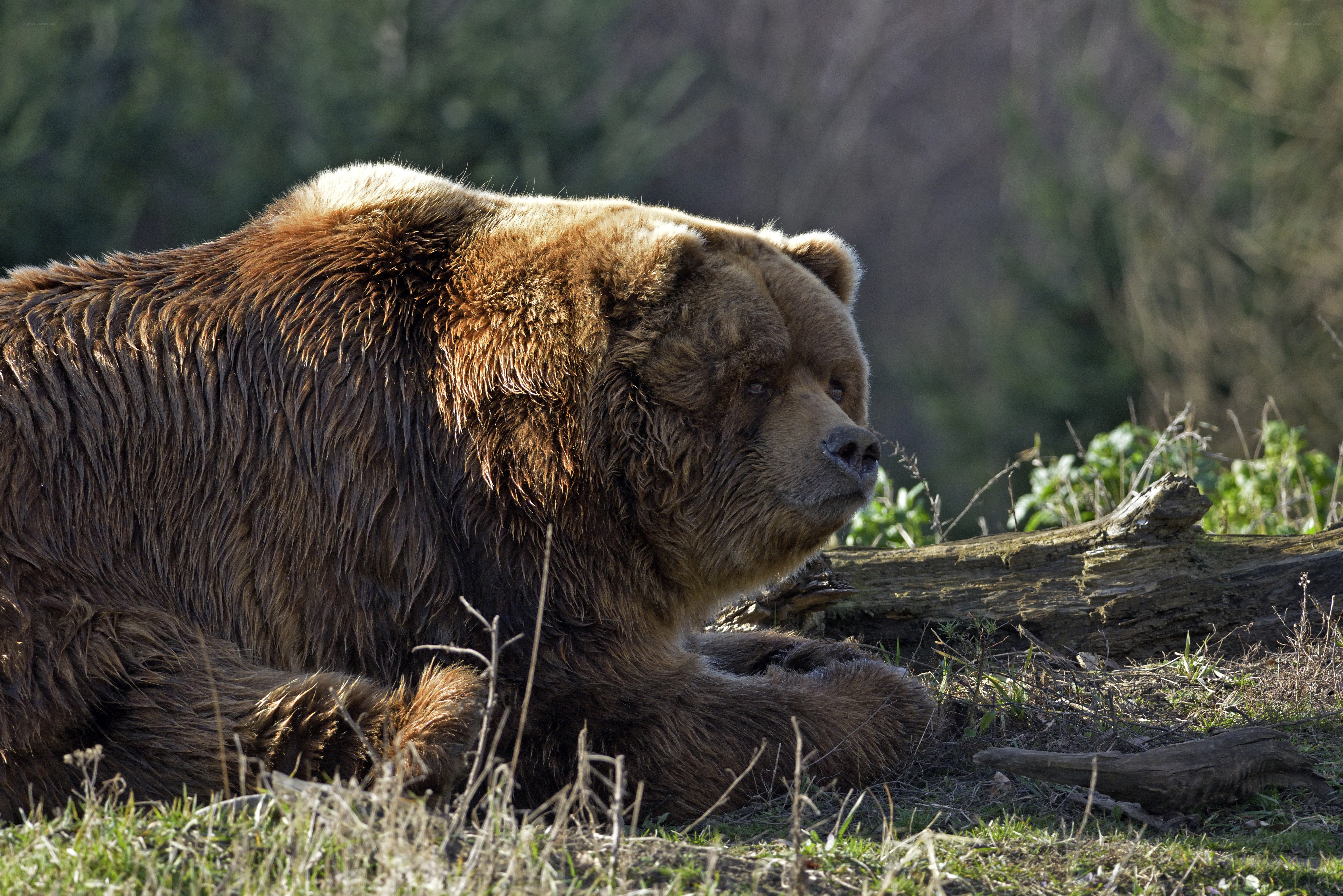 brown bear resting in forest