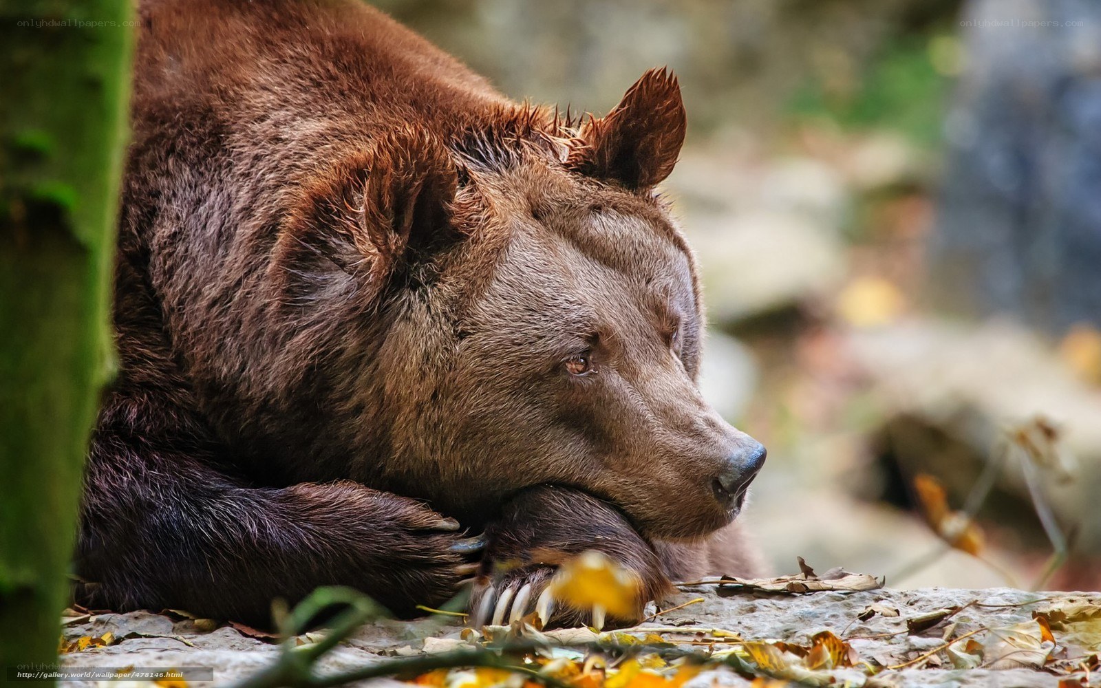 brown bear resting in forest