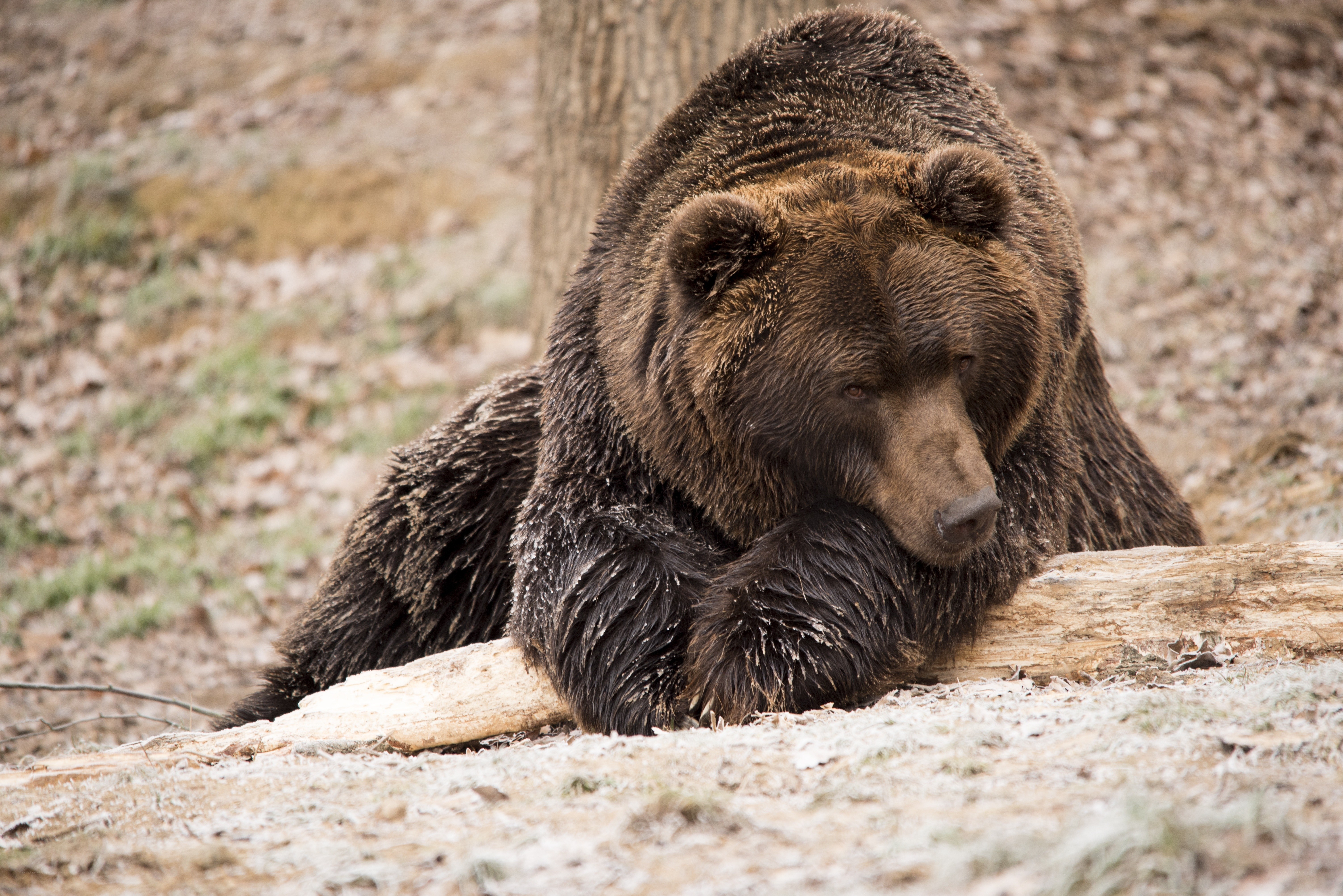 brown bear resting in forest