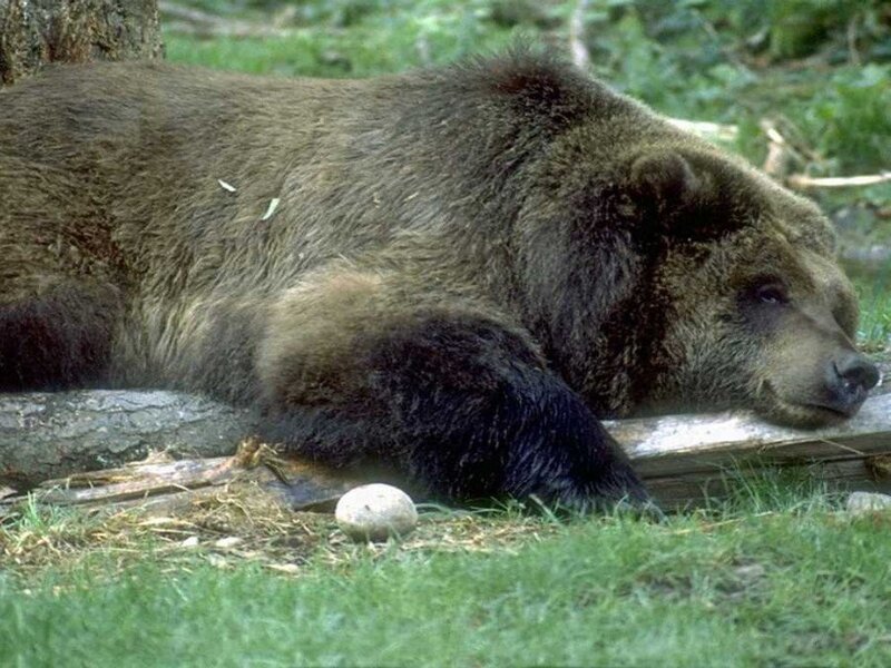 Brown bear resting in forest