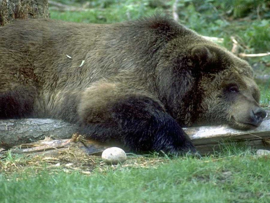 Brown bear resting in forest