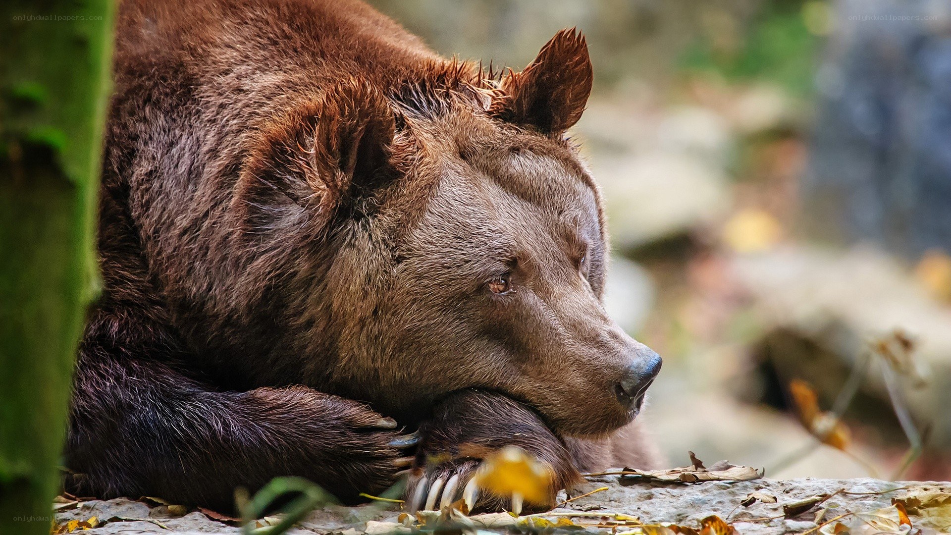 brown bear resting in forest