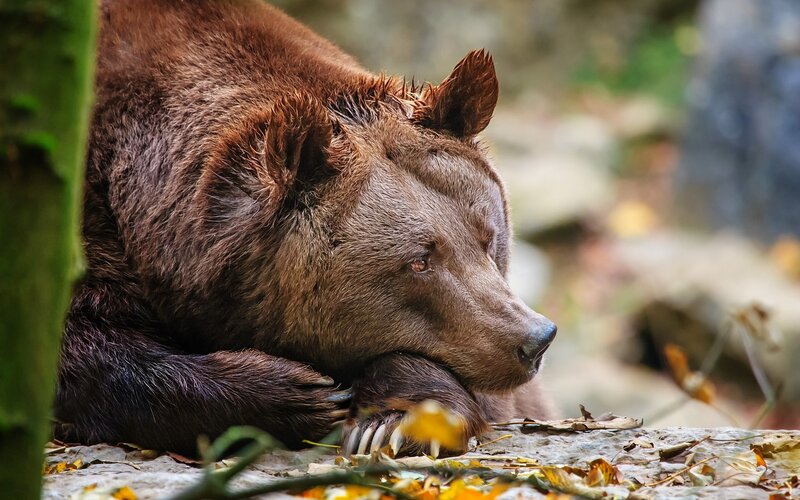 brown bear resting in forest
