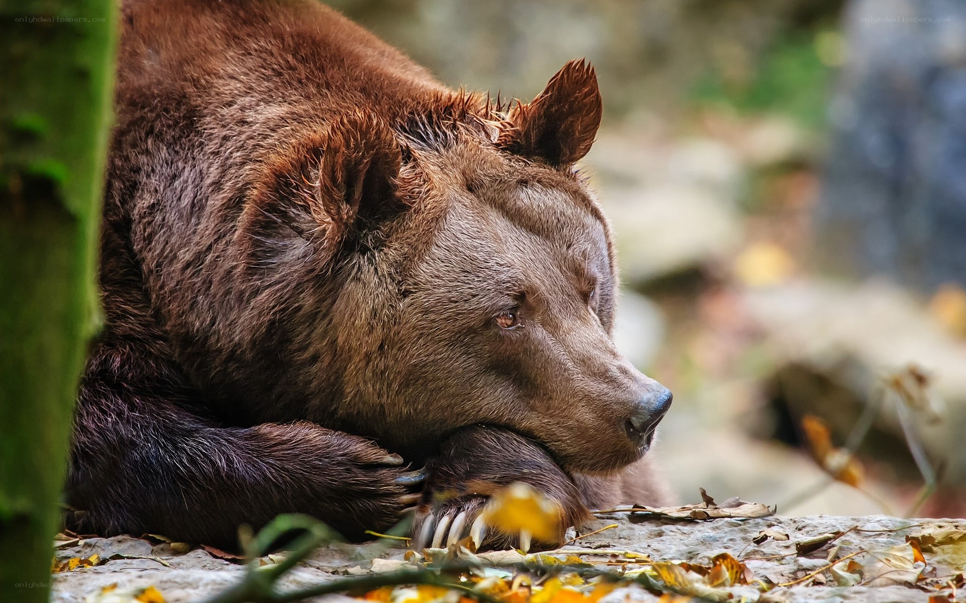 brown bear resting in forest