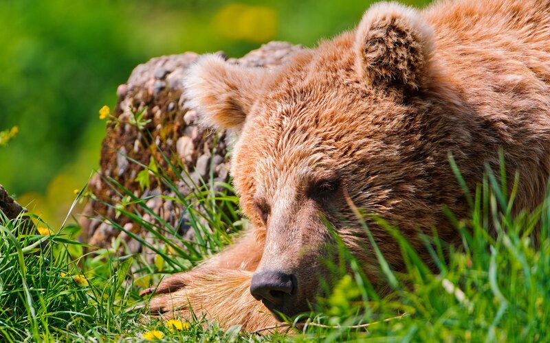 Brown bear resting in grass