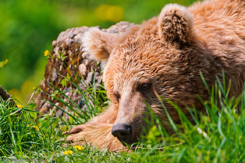 Brown bear resting in grass