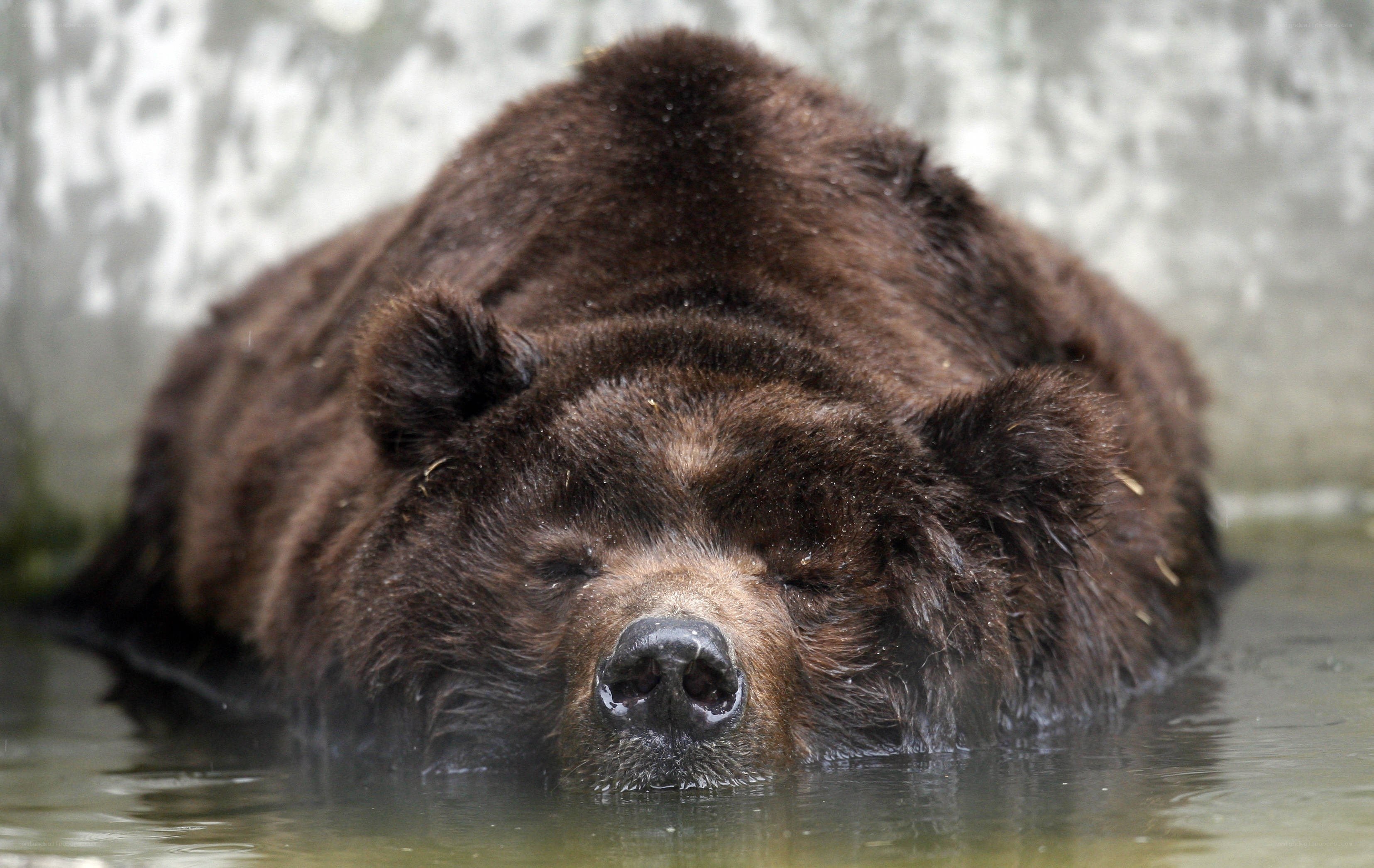 brown bear resting in water