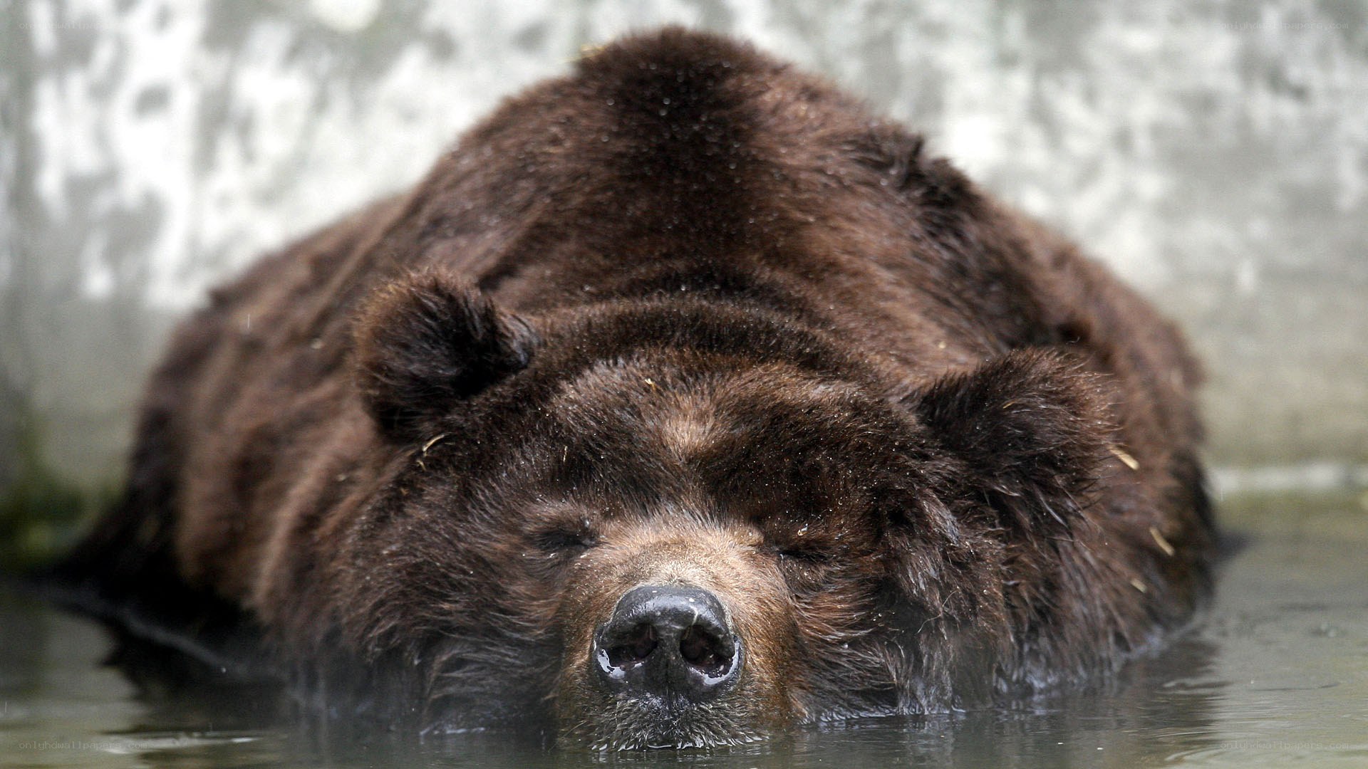 brown bear resting in water