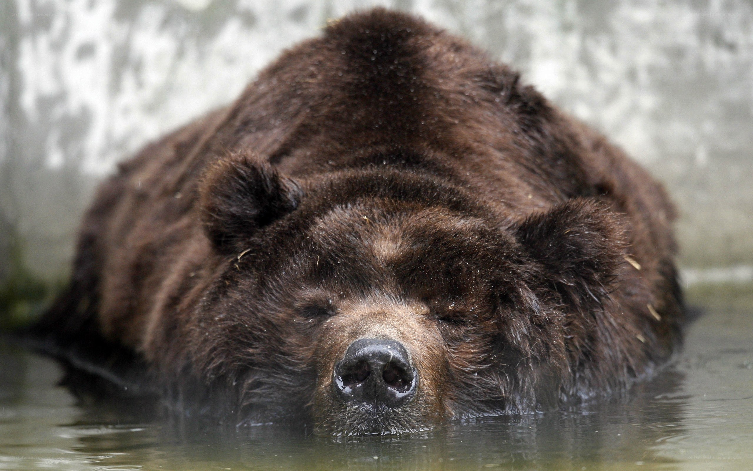 brown bear resting in water