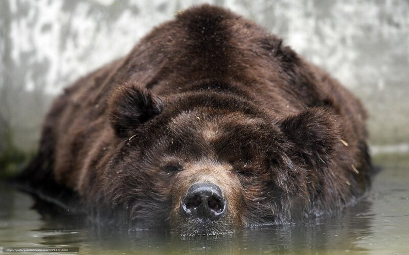 Brown bear resting in water