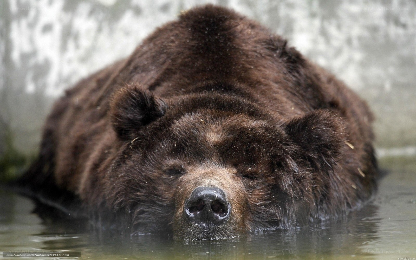 Brown bear resting in water