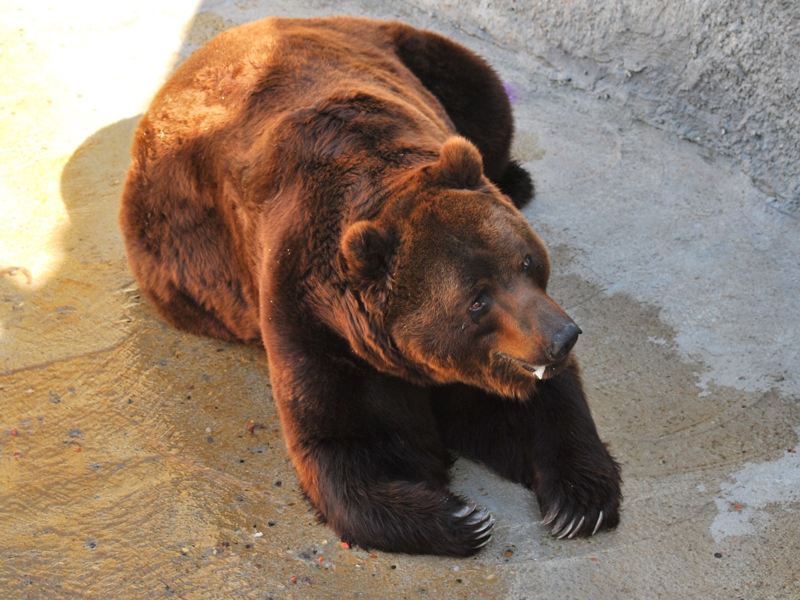 brown bear resting on concrete