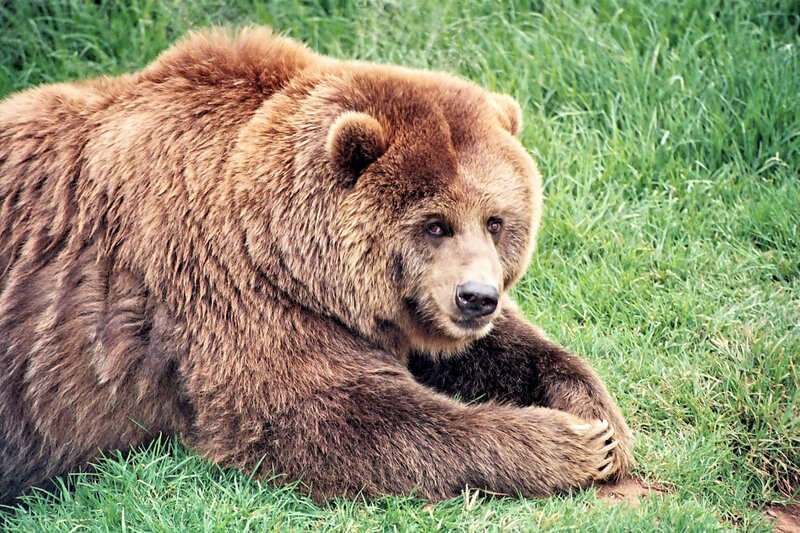 brown bear resting on grass