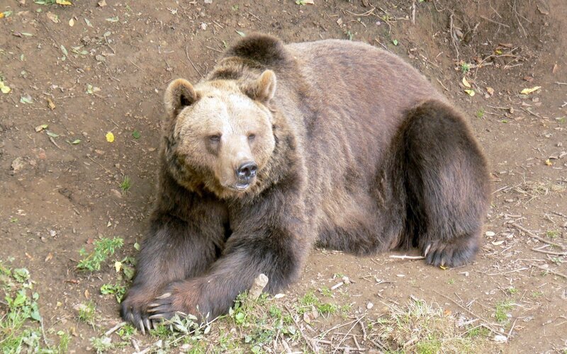 brown bear resting on ground