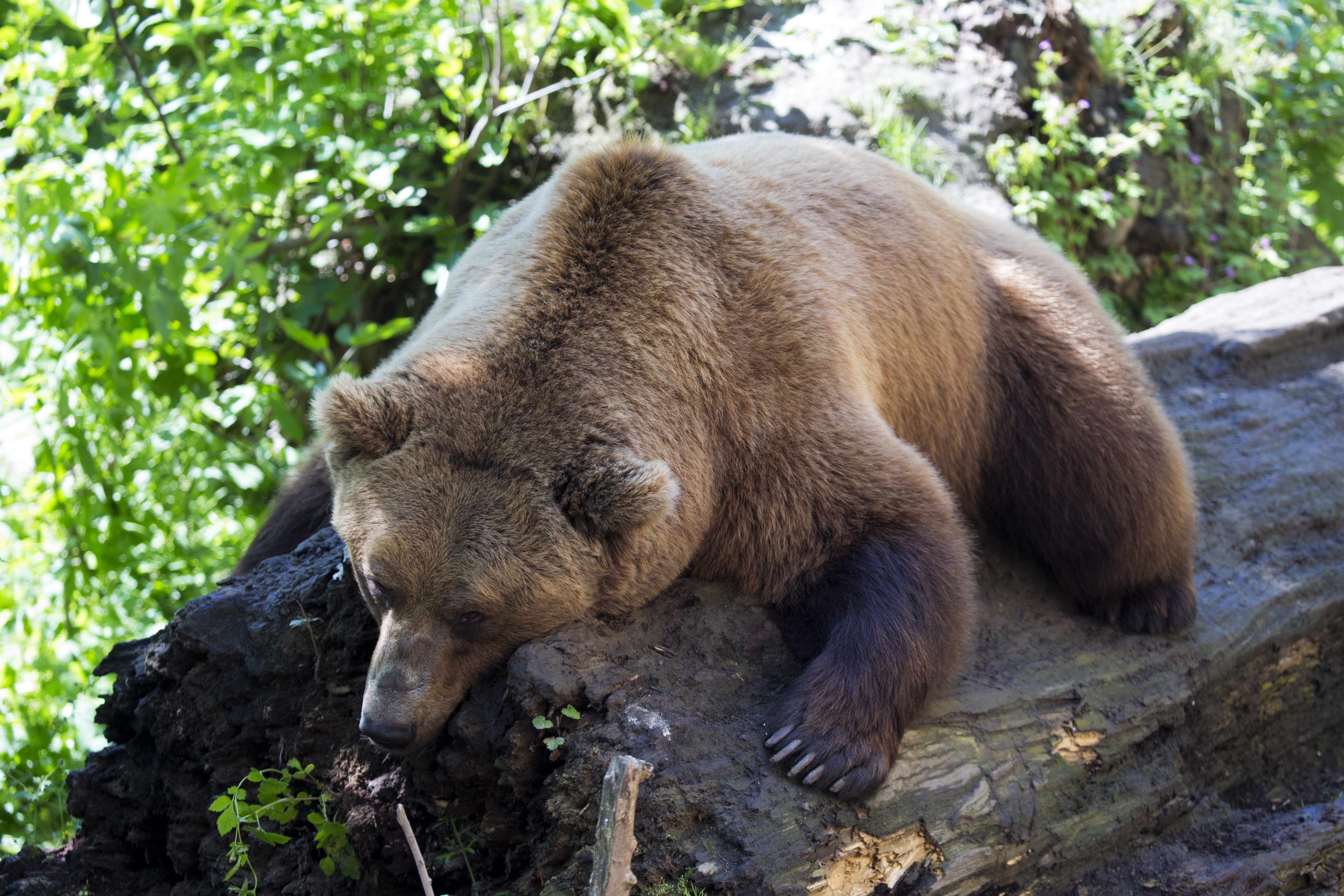 brown bear resting on log
