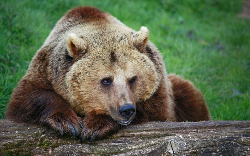 brown bear resting on log