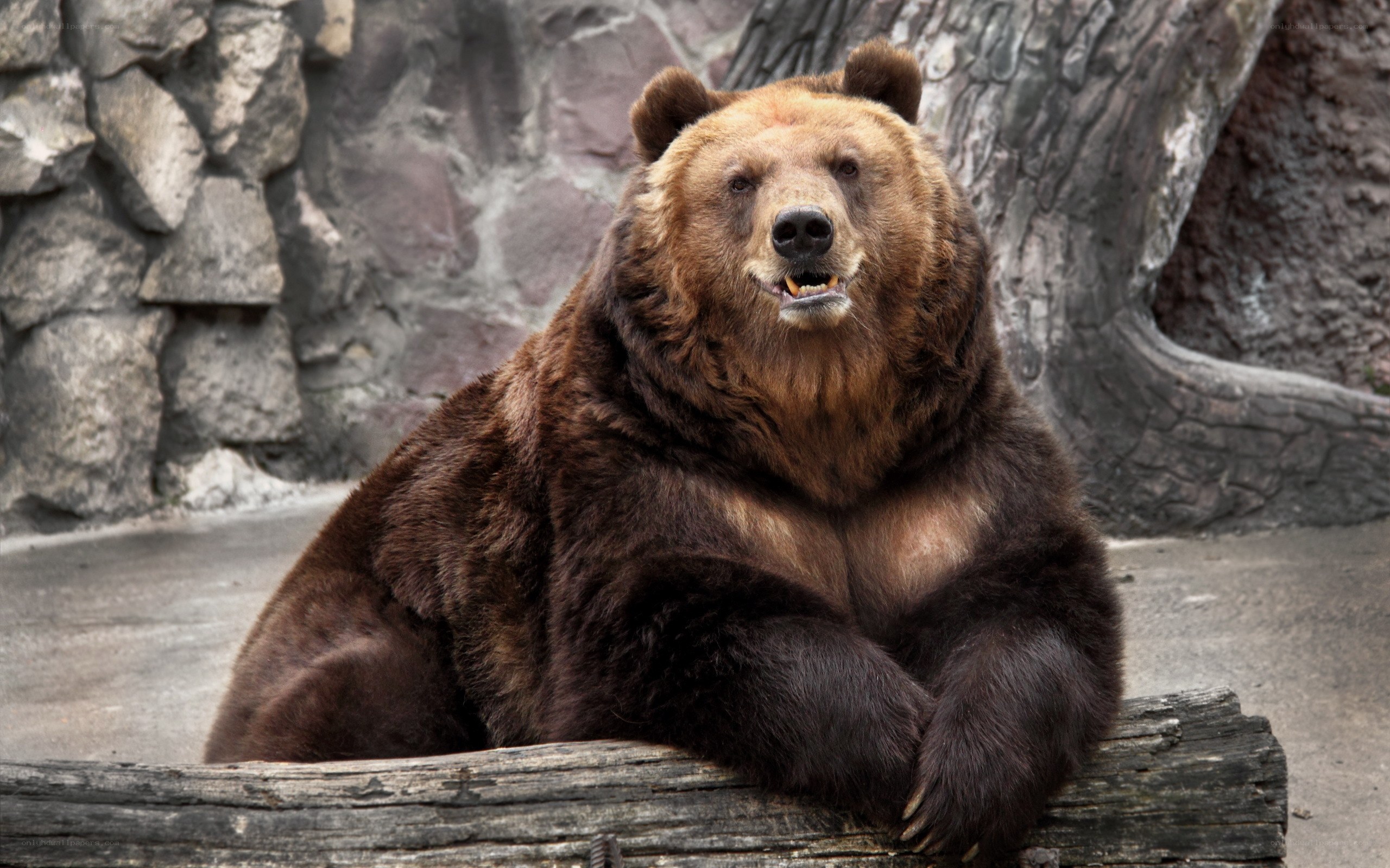 brown bear resting on log
