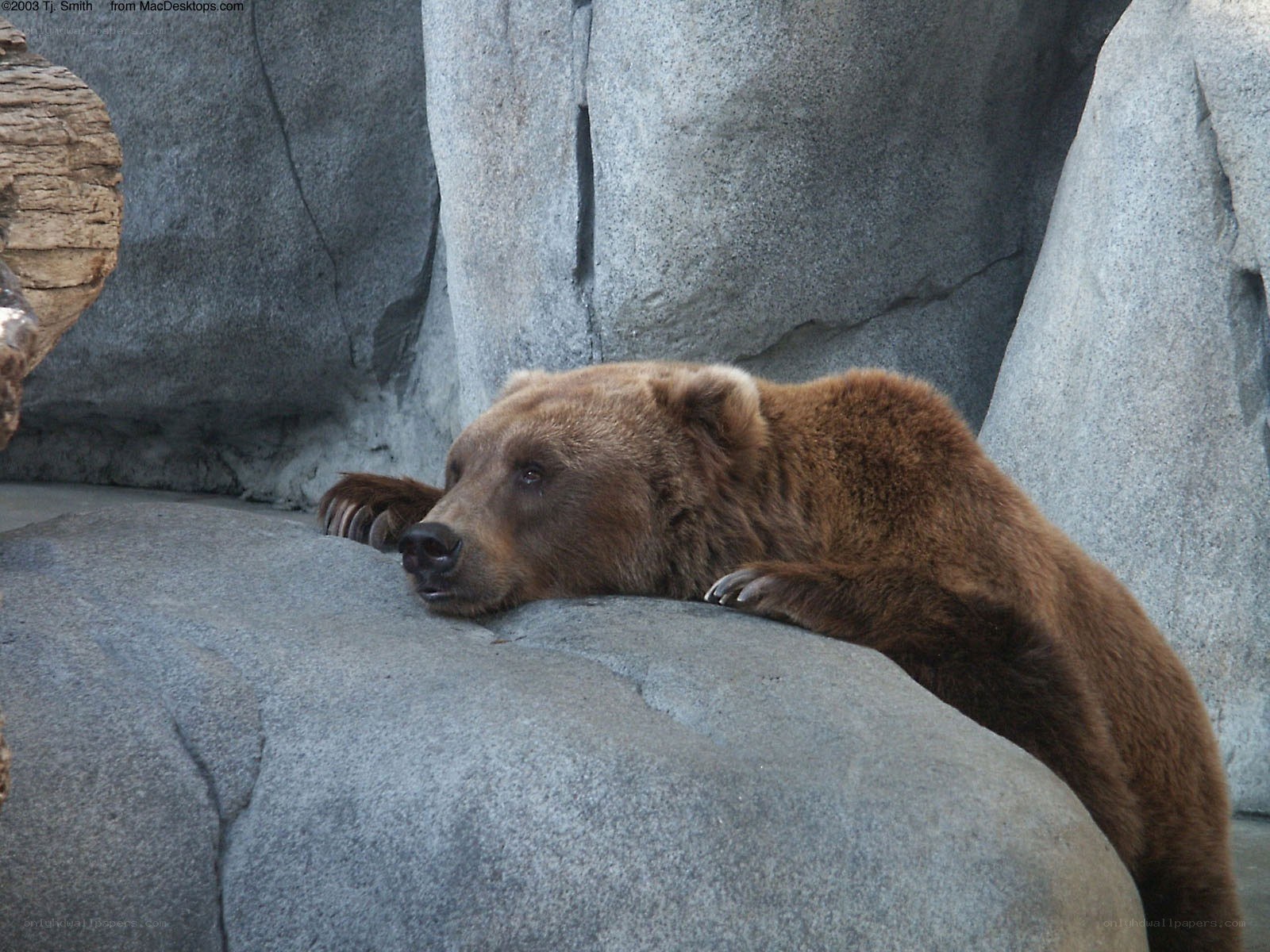brown bear resting on rock