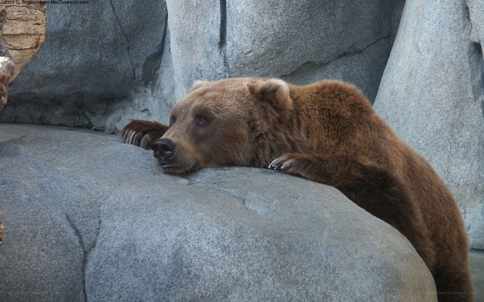 brown bear resting on rock