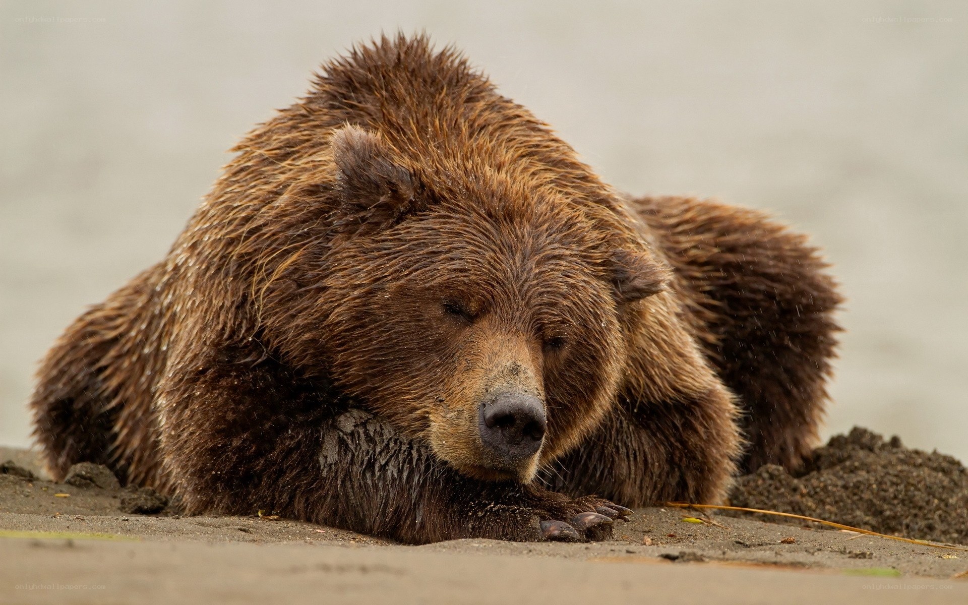 Brown bear resting on shore