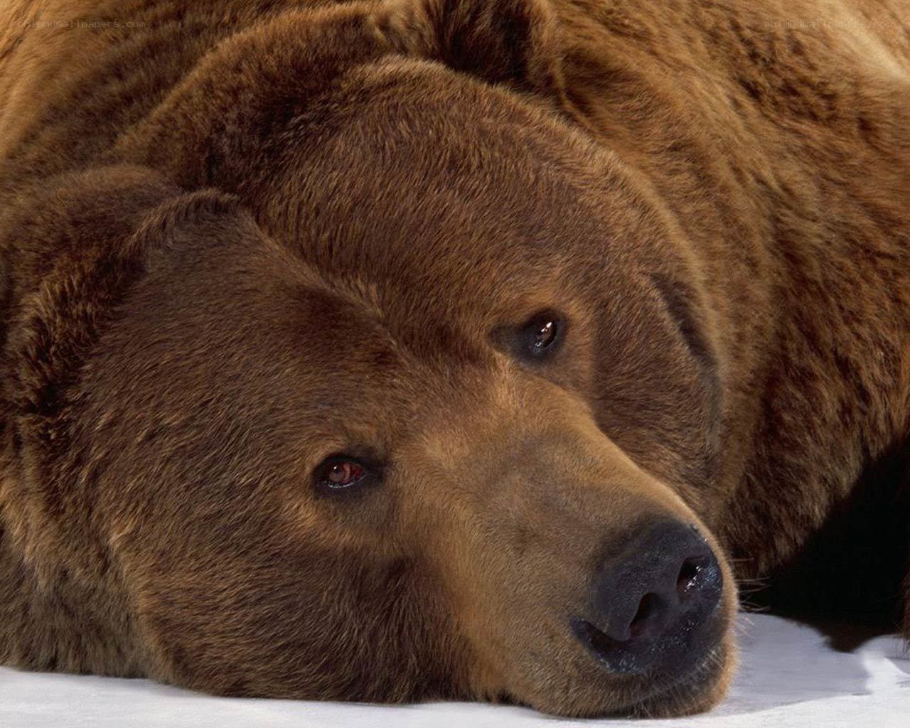 brown bear resting on snow