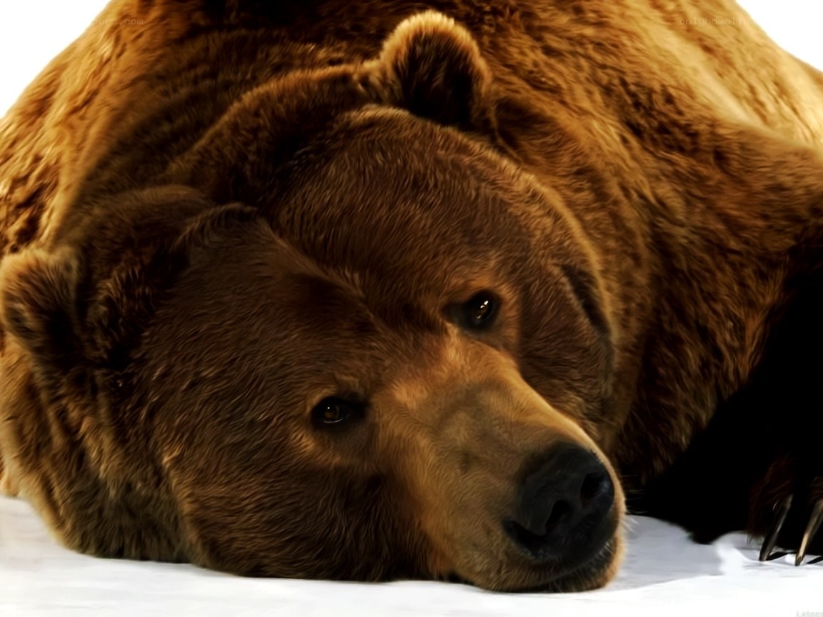 brown bear resting on snow