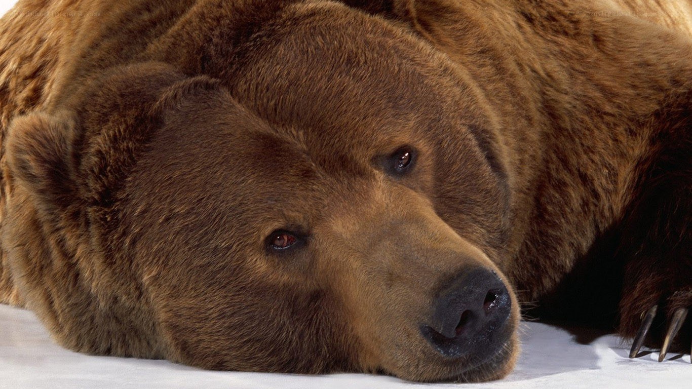 brown bear resting on snow