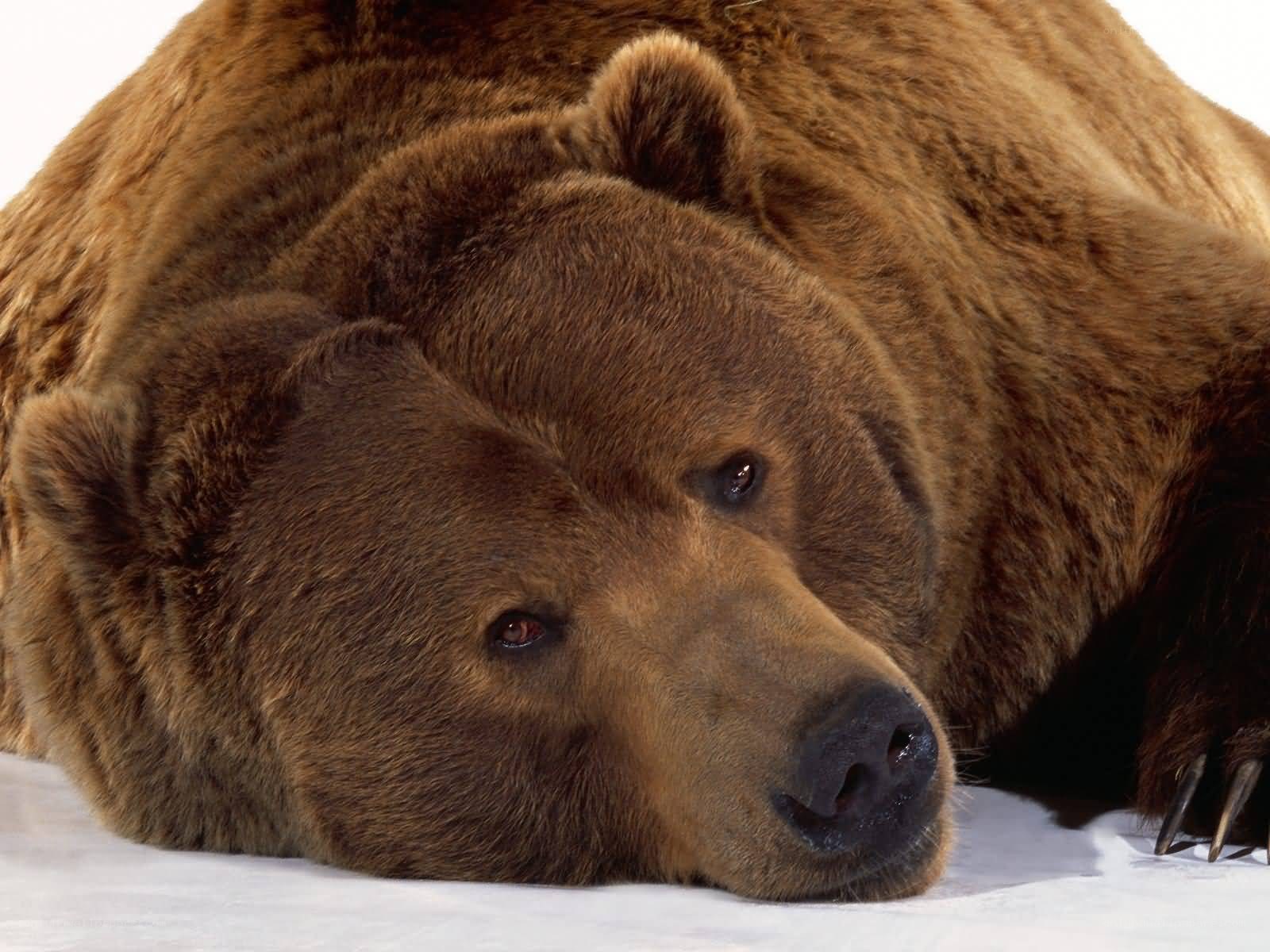 brown bear resting on snow