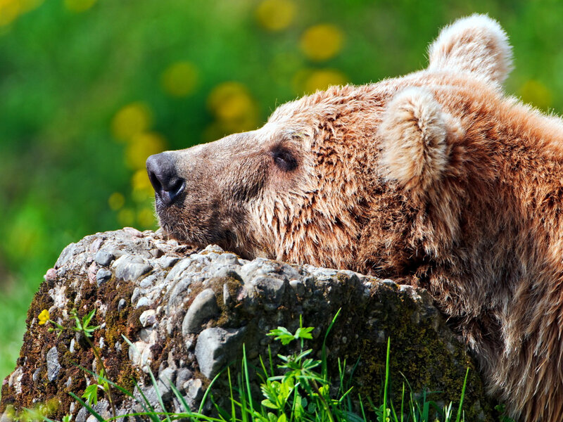 Brown Bear Resting — Serene