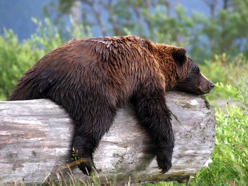 Brown Bear Resting