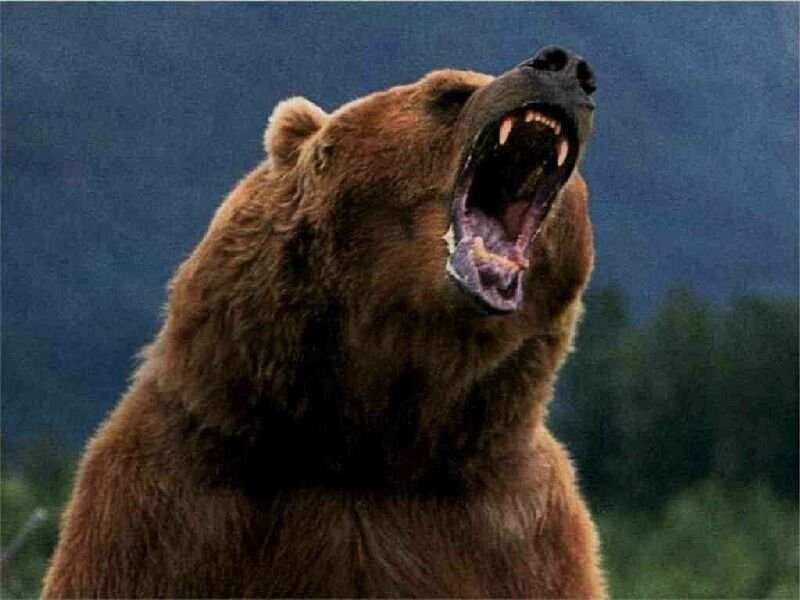 Brown Bear Roaring — Aggressive, Photograph, Mountain