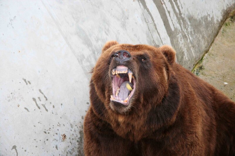 brown bear roaring