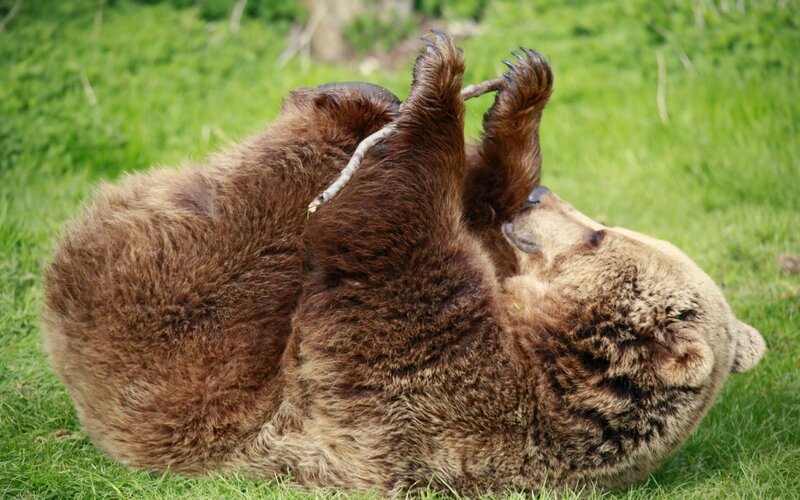 Brown Bear Rolling on Grass