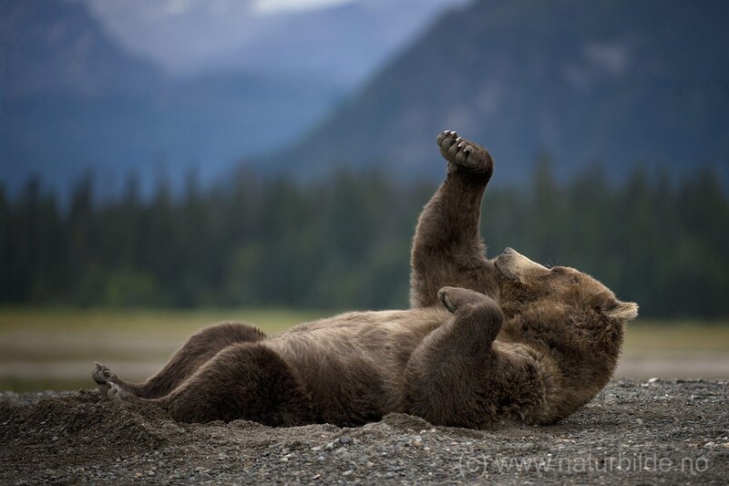 Brown Bear Rolling on Ground
