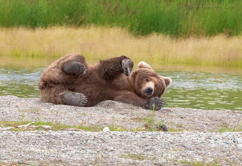 Brown Bear Rolling