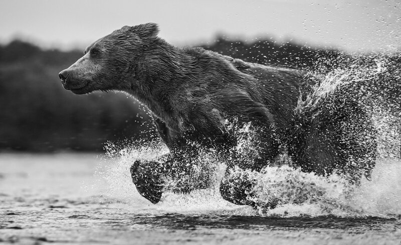 Brown Bear Running — Black