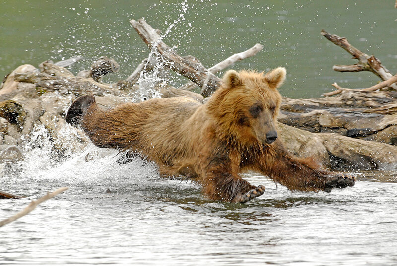 Brown Bear Running — Dynamic