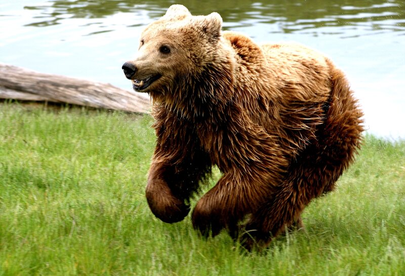Brown bear running in grass