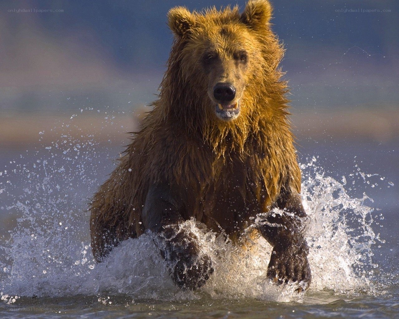 Brown bear running in water