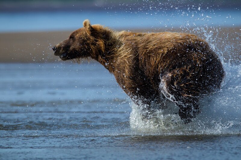 Brown Bear Running in Water — Blue, Dynamic