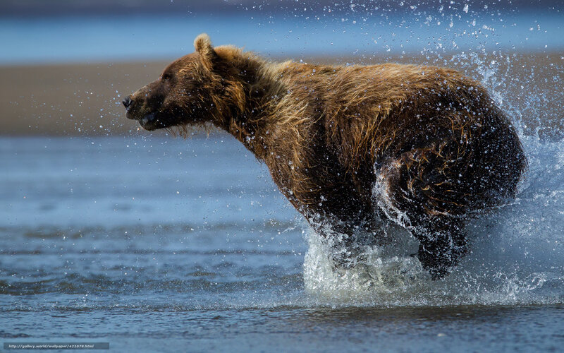 Brown Bear Running in Water — Dynamic, Afternoon