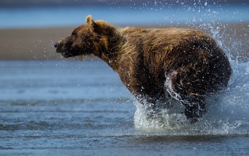 Brown Bear Running in Water — Dynamic, Photograph, River, Splash, Blue