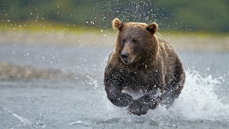 Brown Bear Running in Water — Dynamic, Photograph, River, Splash