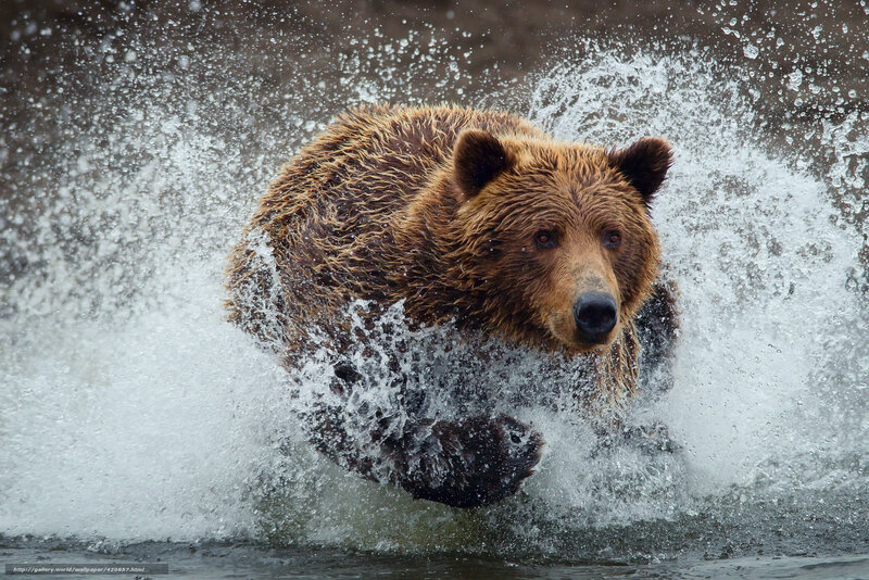 Brown Bear Running in Water — Dynamic, Photograph, Splash