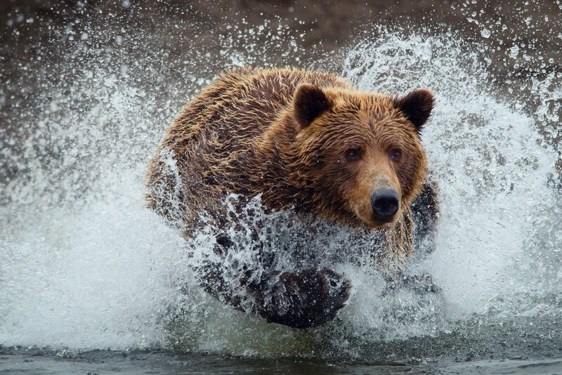Brown Bear Running in Water — Dynamic, Photograph