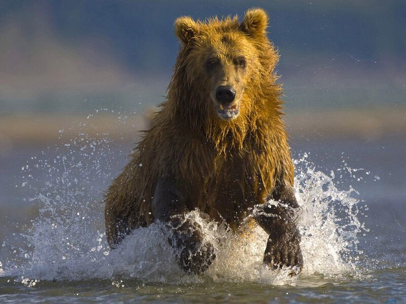 Brown Bear Running in Water — Dynamic