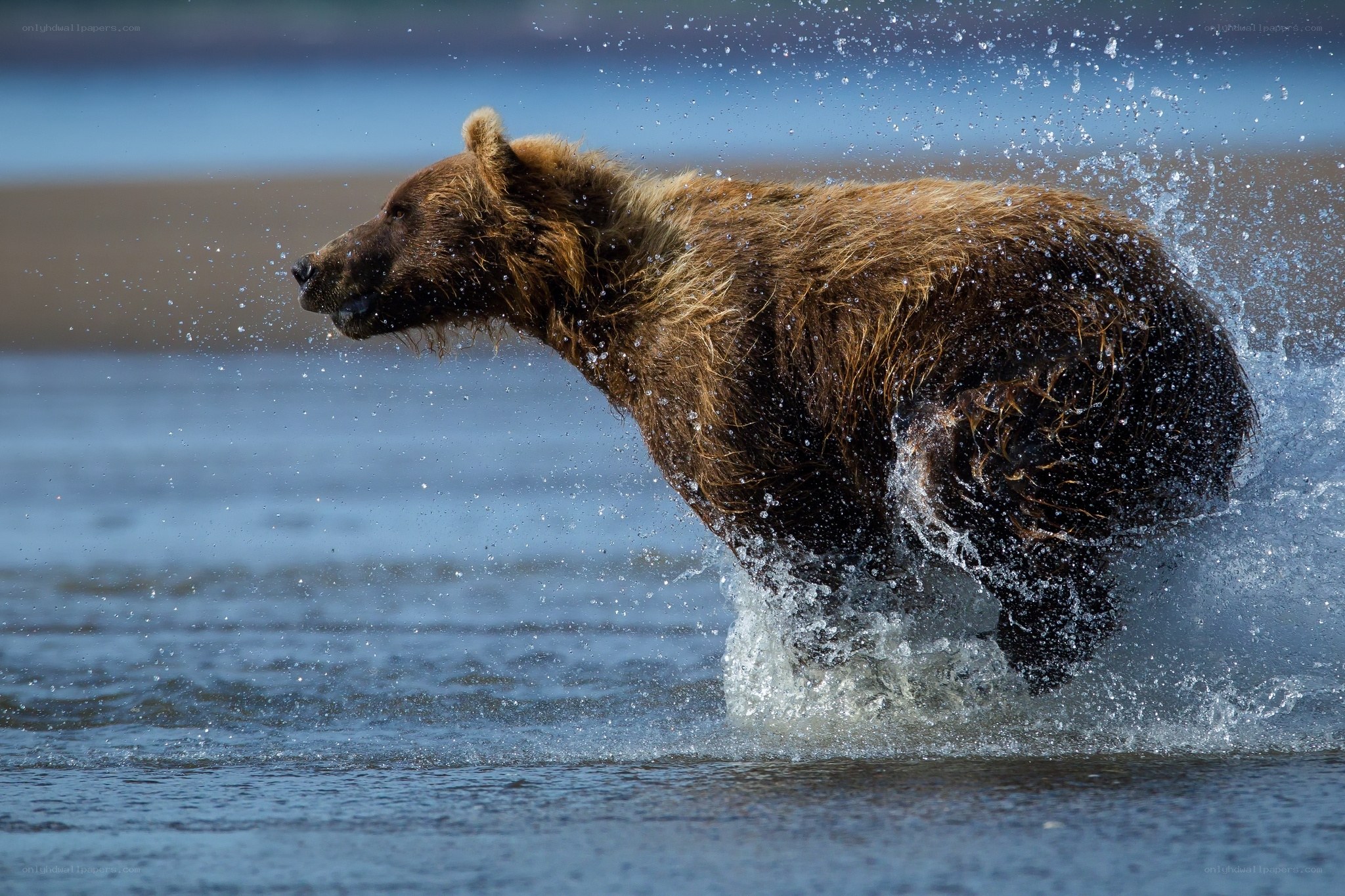 Brown bear running in water