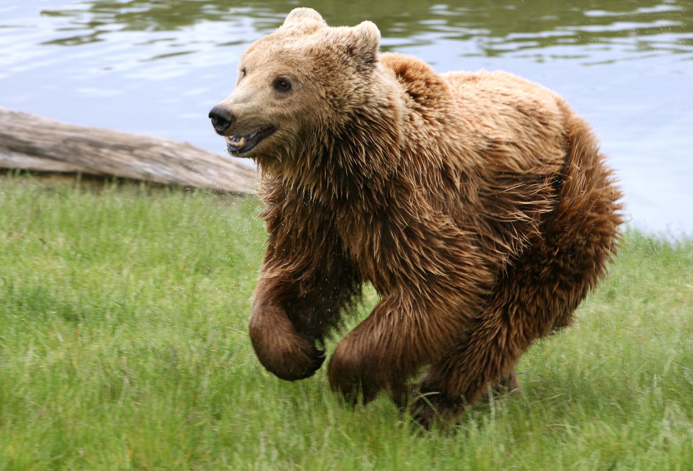 brown bear running near water