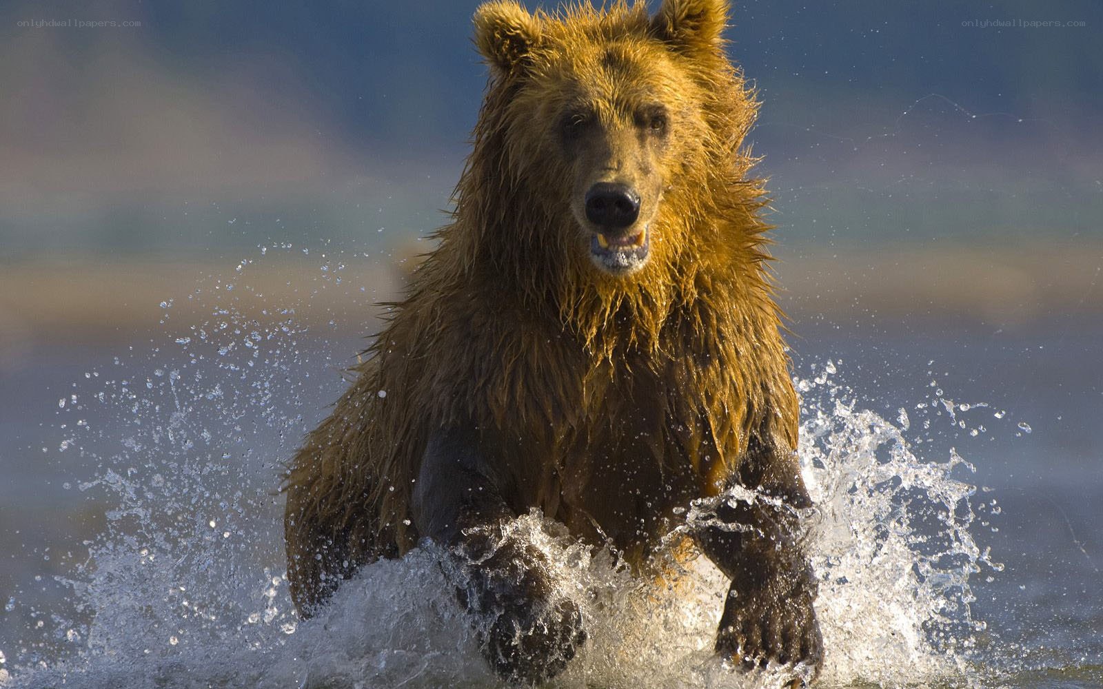 Brown bear running through water